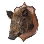 Wild Boar (Sus scrofa) full head mount on an oak shield plinth:,