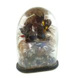 A late 19th century display of preserved birds under a glass dome:,