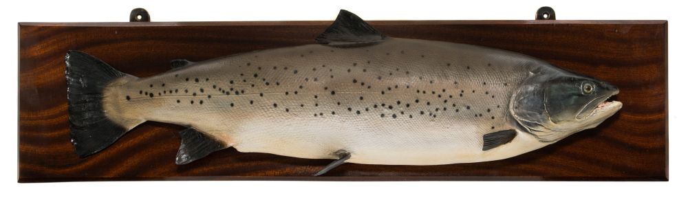 A full mount preserved salmon on a mahogany plinth:, unsigned,