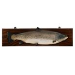 A full mount preserved salmon on a mahogany plinth:, unsigned,