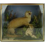 A cased preserved otter:, full mount naturally set with a fish on a rock, unsigned,