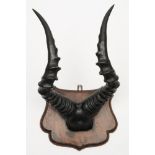 A pair of Gazelle horns and skull mount on a mahogany plinth:, unsigned 46cm high.