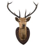 A 12 point Stag's head on pine shield plinth:, unsigned, 109cm high.