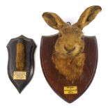 A mounted hare's foot by Rowland Ward, London:, together with a hare's mask on oak plinth, unsigned,