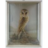 Barn owl (Tyto alba) an early 20th century cased full specimen:, naturally set in a glazed case,