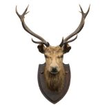 A 12 point Stag's head on pine shield plinth:, unsigned, 97cm high.