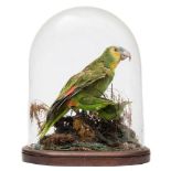 A preserved parrot under glass dome with two smaller parrots beneath its wings:,