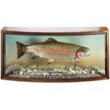 A cased preserved Rainbow Trout by Philip Leggett:,