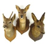 Three small Antelope heads on shield plinths:.