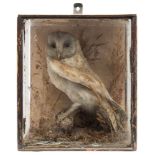 Barn Owl (Tyto alba) single preserved cased example:, unsigned, naturally set in a glazed case,