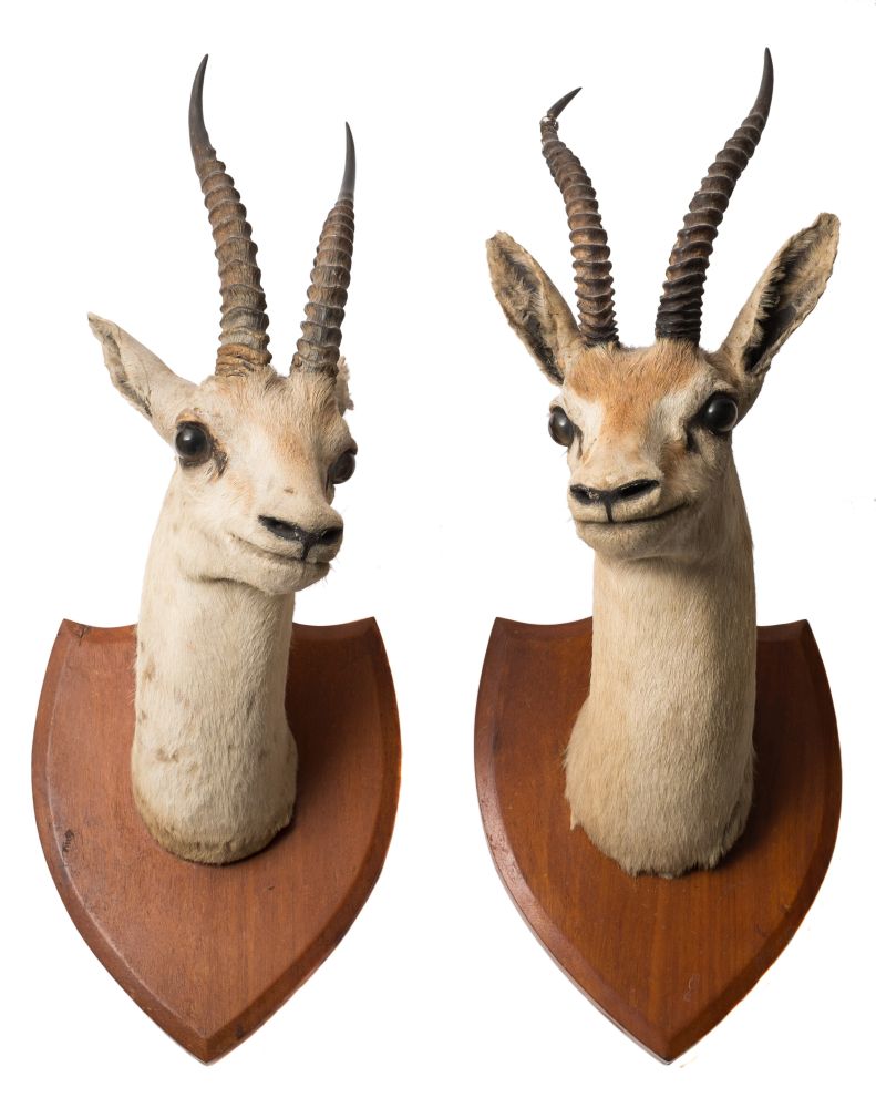 A pair of Chinkara (Gazella bennetti) head mounts on plaques by Van Ingan & Van Ingen,