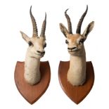 A pair of Chinkara (Gazella bennetti) head mounts on plaques by Van Ingan & Van Ingen,