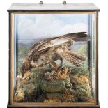 A late 19th century cased osprey in naturalistic setting:, unsigned, in a glazed case, 68cm x 65cm.