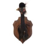 Black Crowned Crane (Balearica pavonina) preserved head mount on an oak shield:, 41cm high.