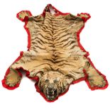 An early 20th Century tiger skin:, the taxidermy head inset with glass eyes,