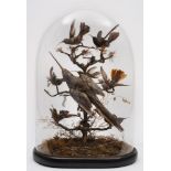 A late 19th/early 20th century taxidermy display of Humming birds under a glass dome:, unsigned,