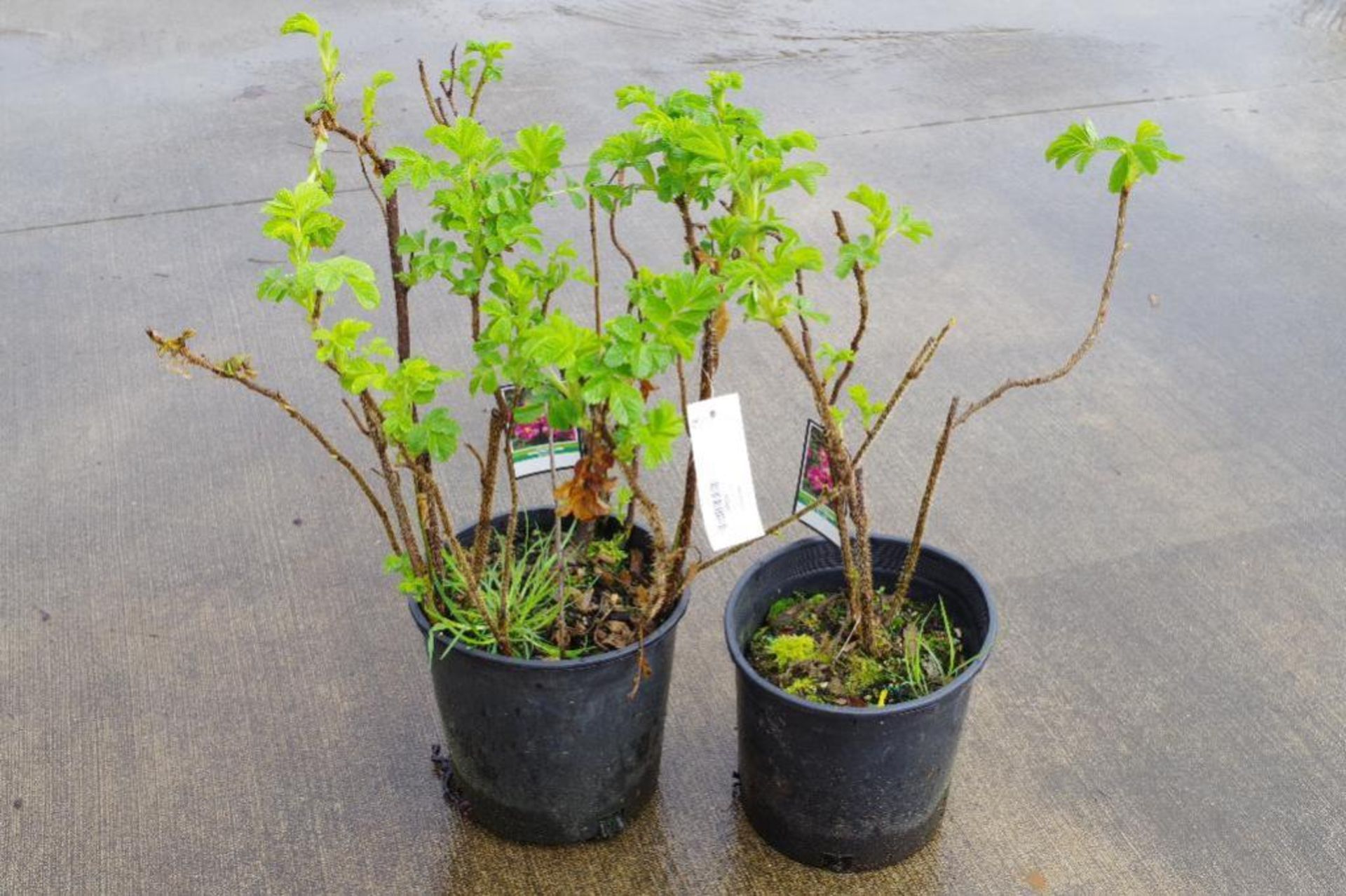 (2) 2' Rosa Rugosa Plants