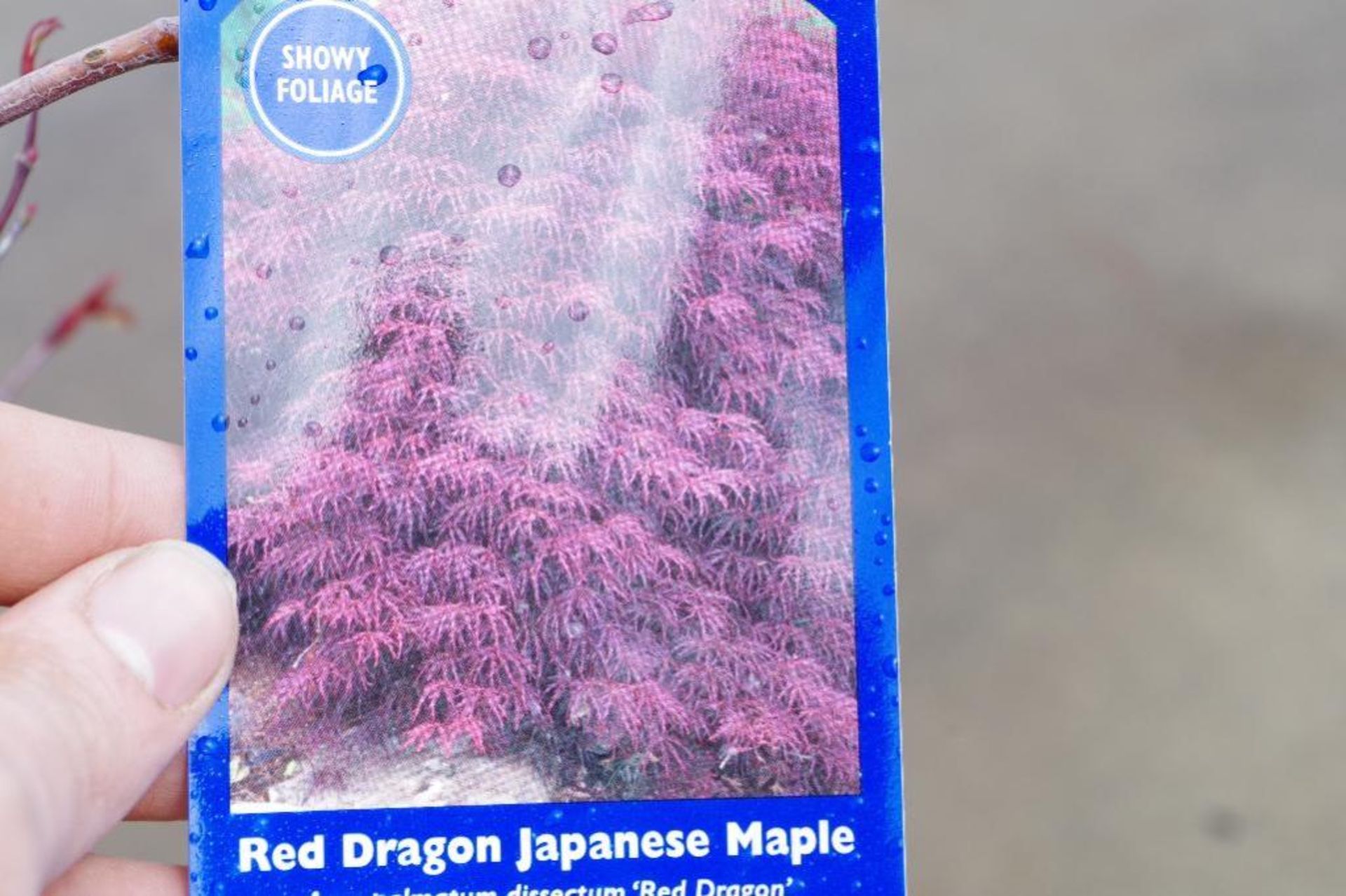 Red Dragon Japanese Maple - Image 3 of 3