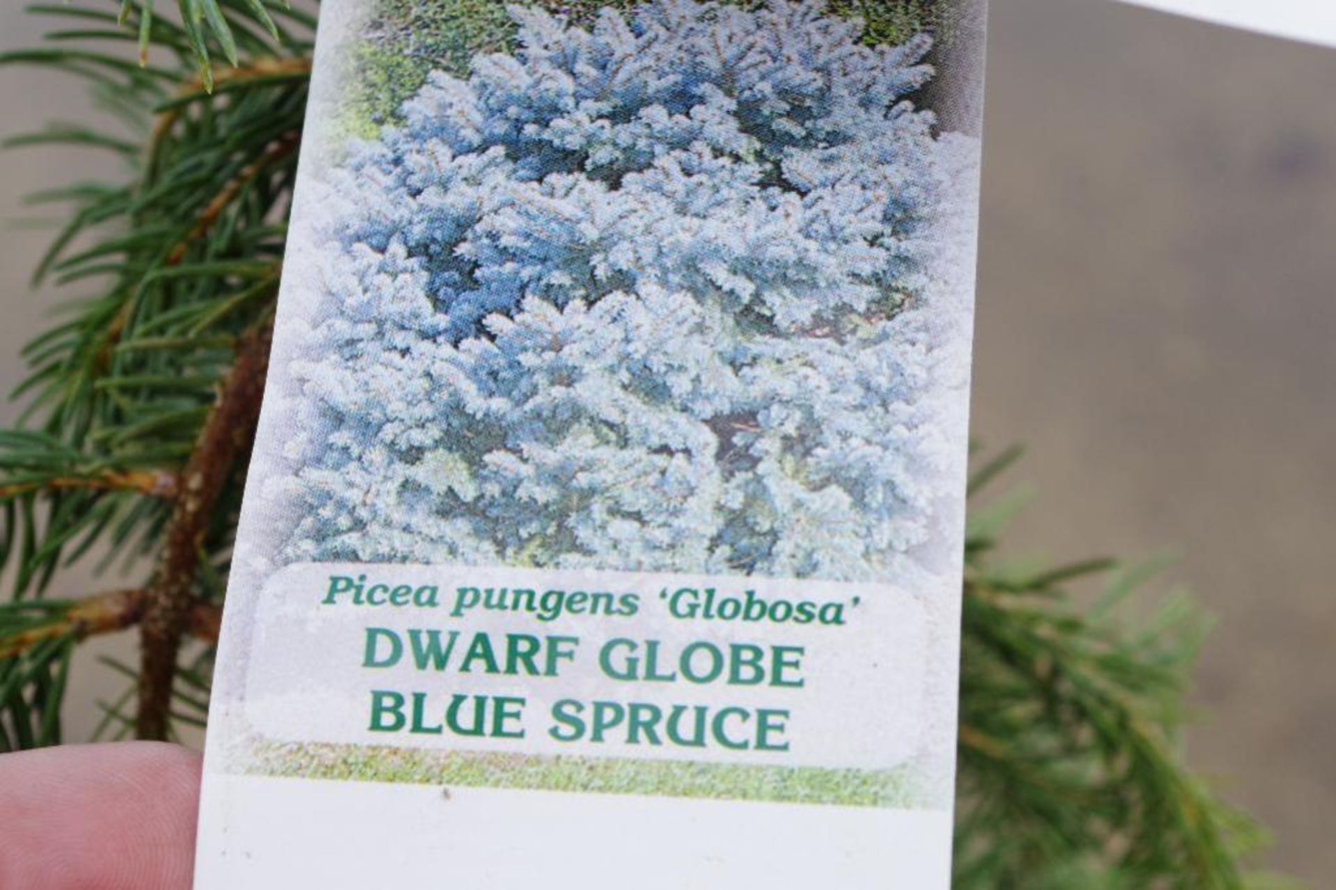 (2) Dwarf Globe Blue Spruces - Image 3 of 3