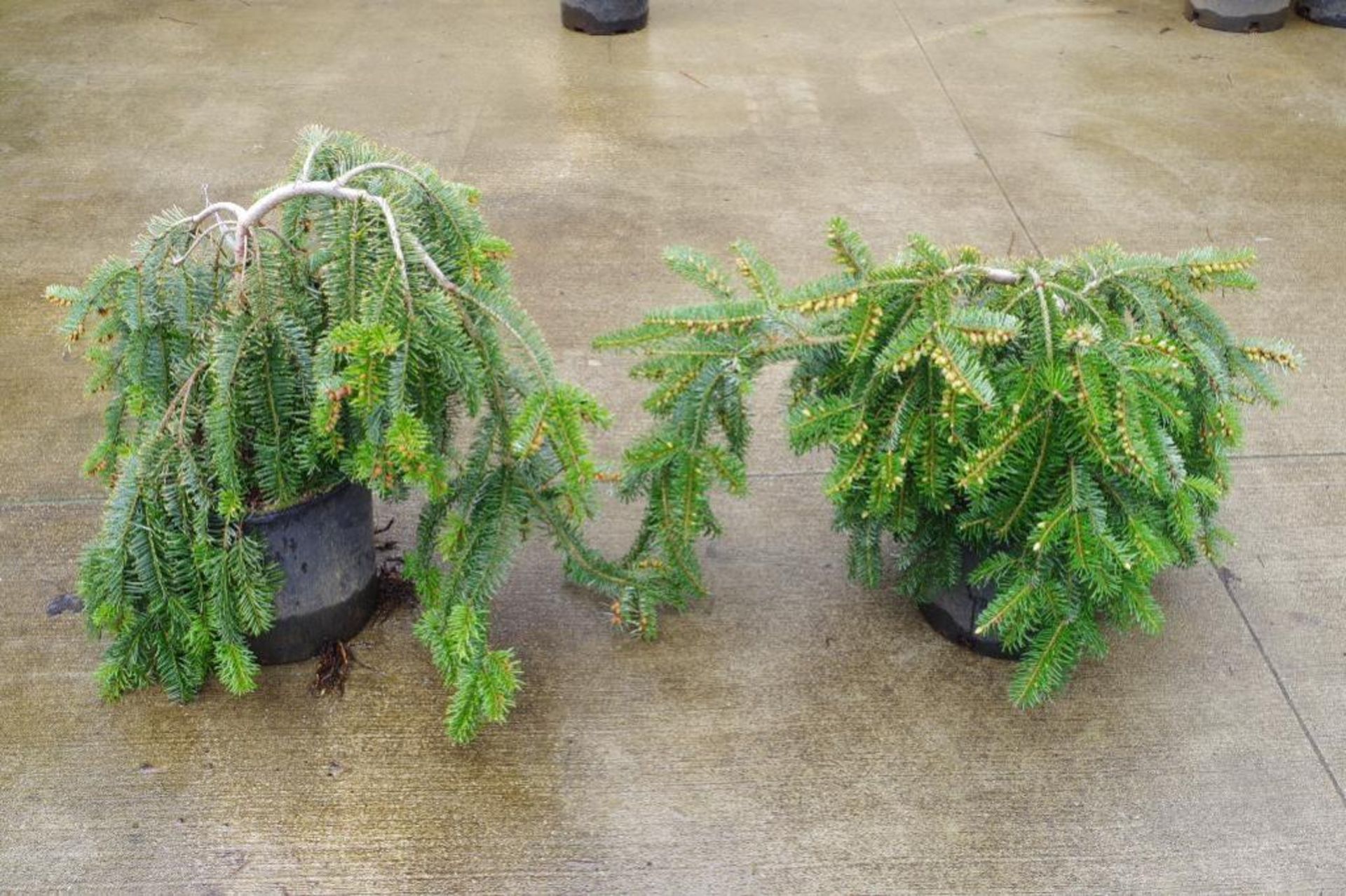 (2) Prostrate Conifers