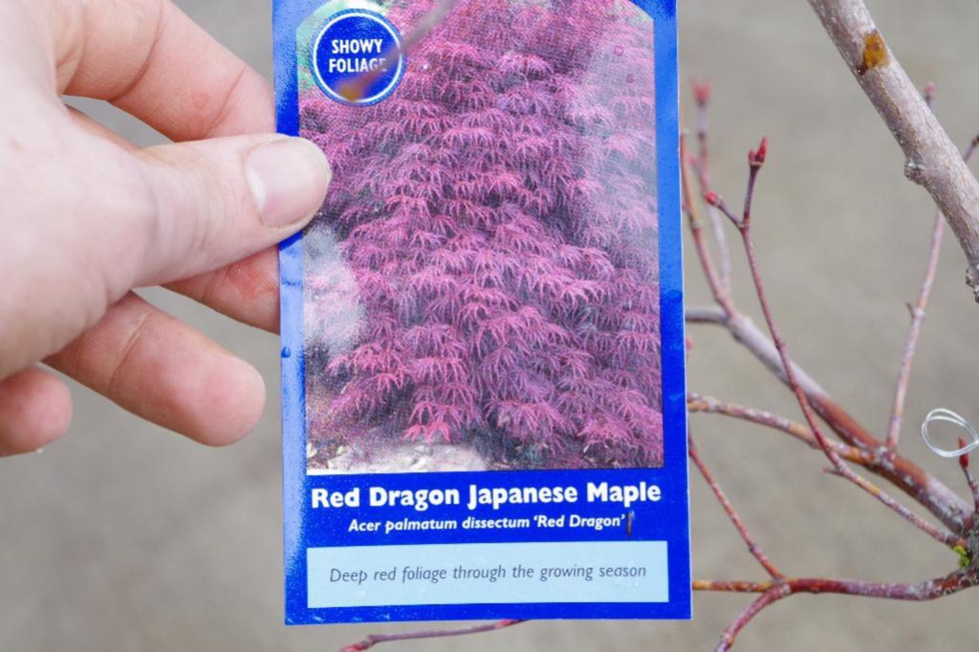 Red Dragon Japanese Maple - Image 2 of 2