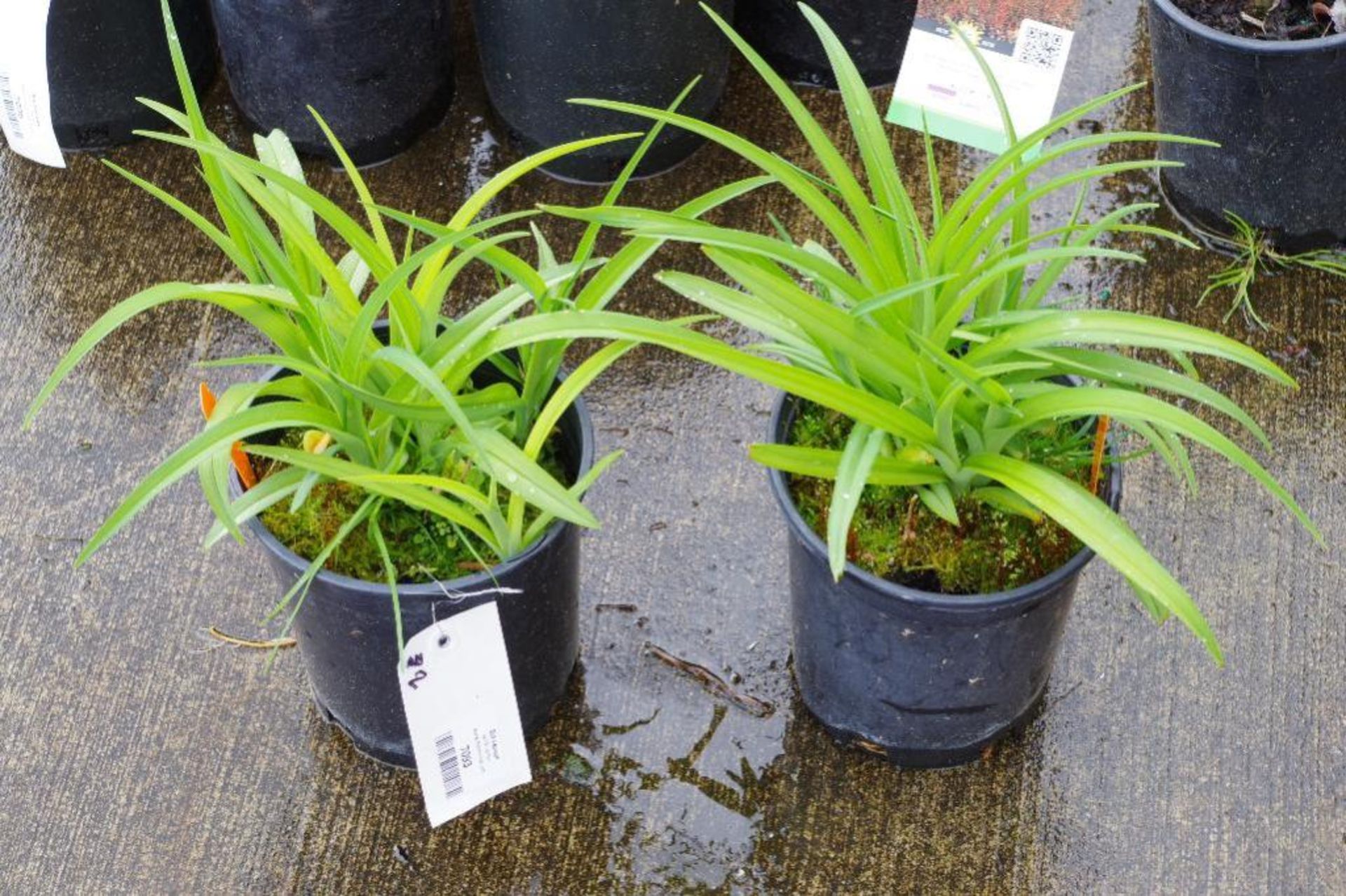 (2) Hemerocallis 'Flasher' Plants - Image 3 of 3