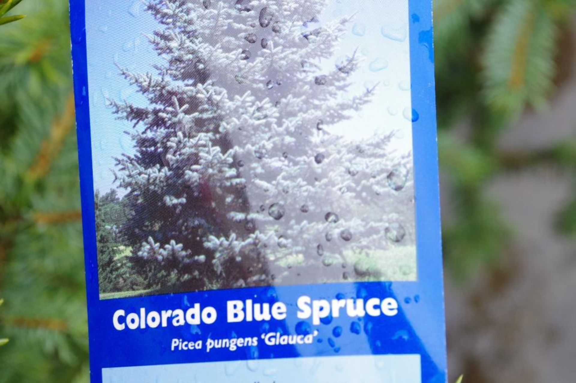 Colorado Blue Spruce - Image 2 of 3