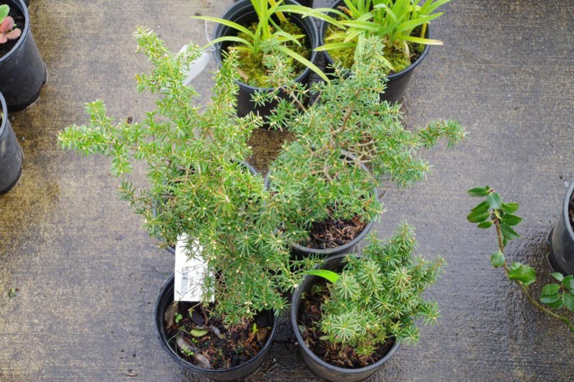 (4) Mountain Hemlock Plants
