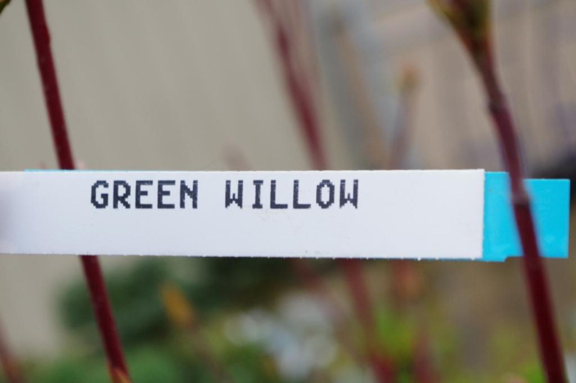 6' Green Willow - Image 2 of 2
