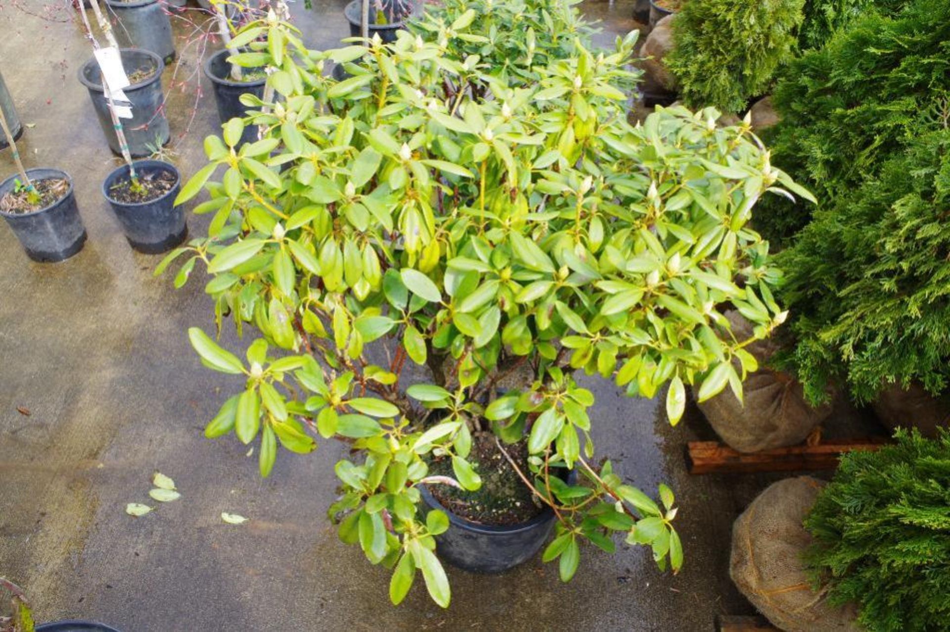 Rhododendron 'Boursault' Plant - Image 2 of 3