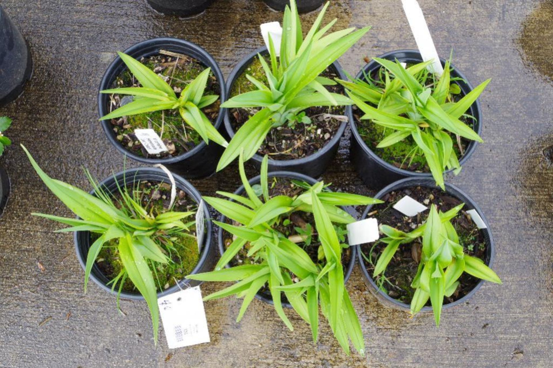 (6) Hemerocallis 'Jean Cratch' Plants - Image 3 of 3