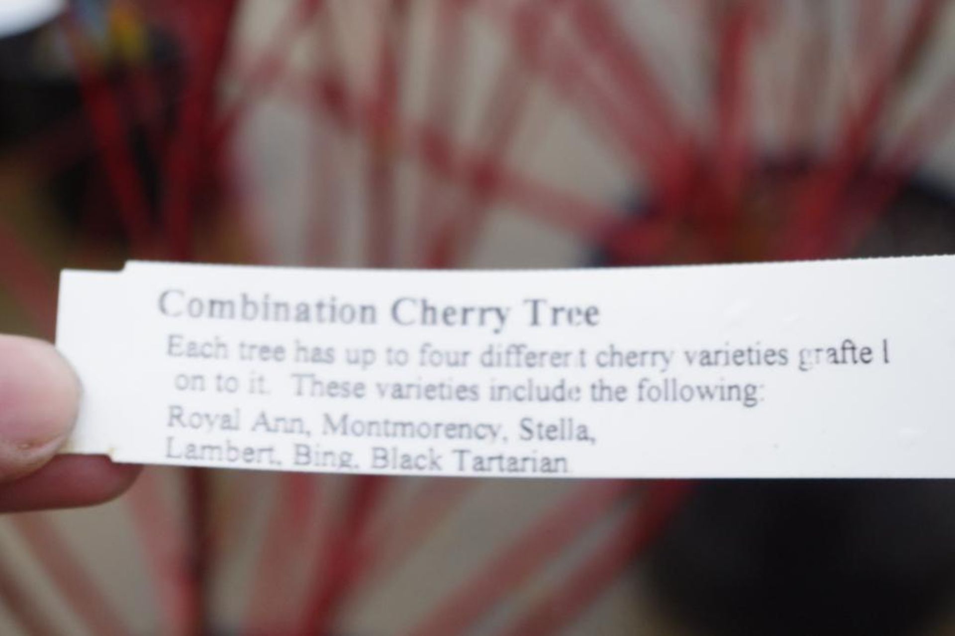 4-Way Combo Cherry Tree - Image 3 of 4