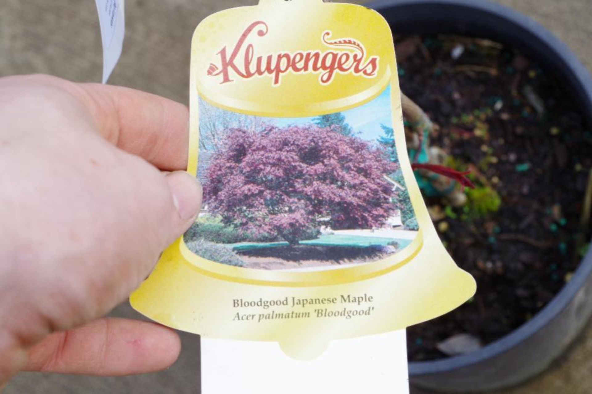 Bloodgood Japanese Maple - Image 2 of 3