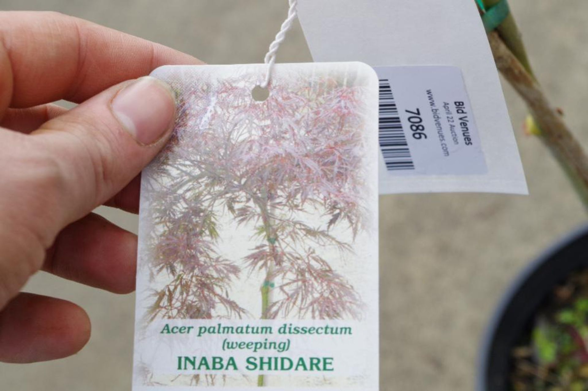Inaba Shidare Japanese Maple - Image 2 of 2