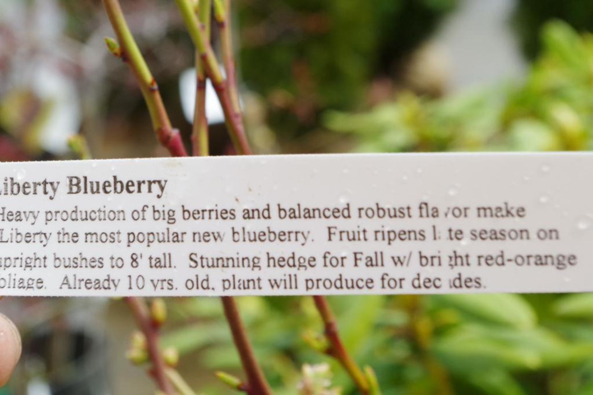 Liberty Blueberry Plant - Image 2 of 3