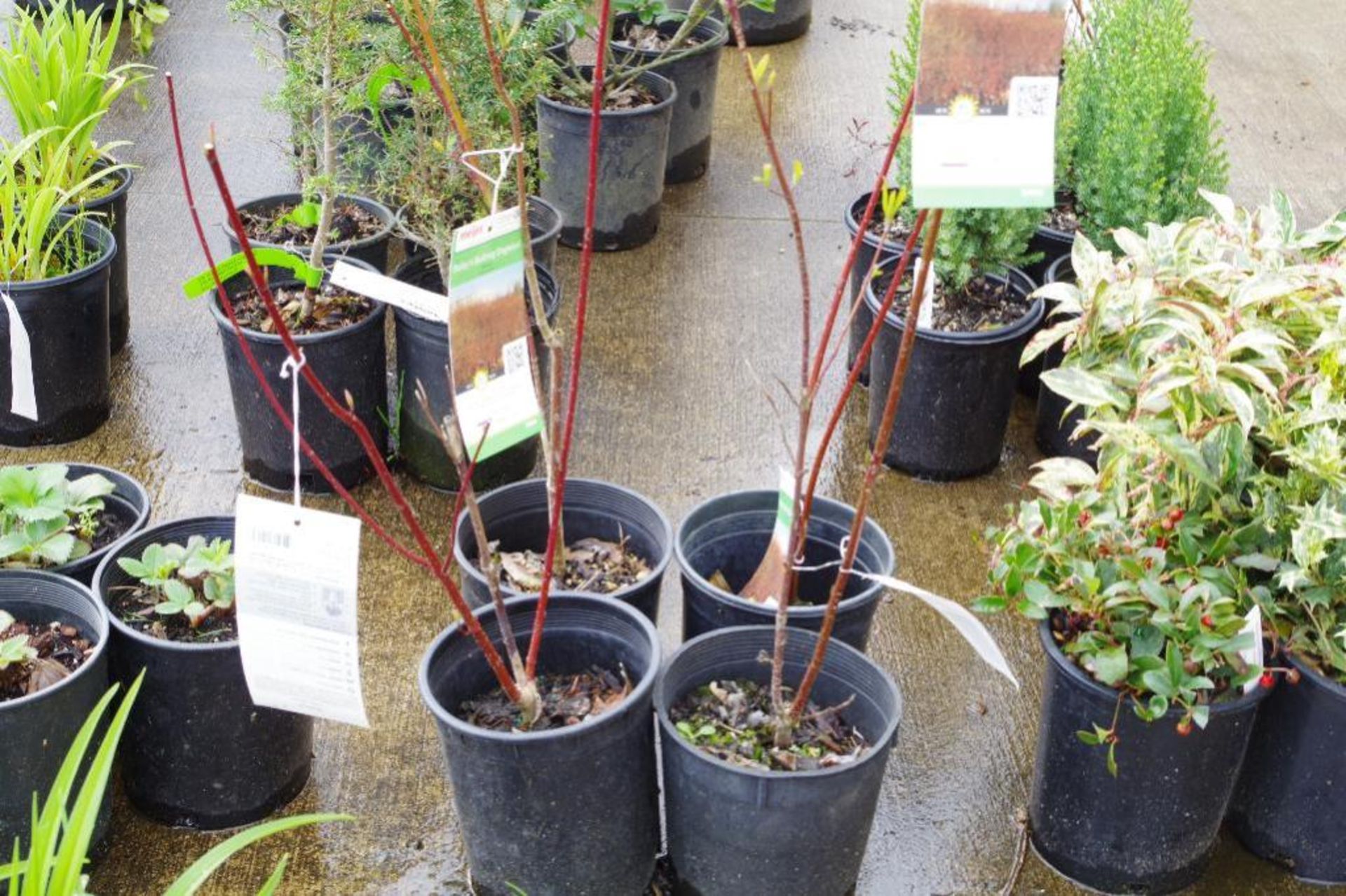 (4) Bailey's Redtwig Dogwood Plants