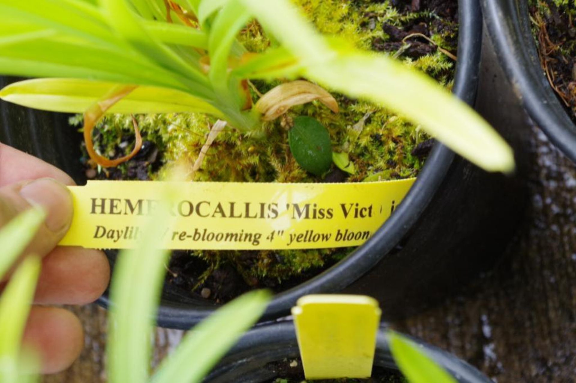 (4) Hemerocallis 'Miss Victoria' Plants - Image 2 of 3