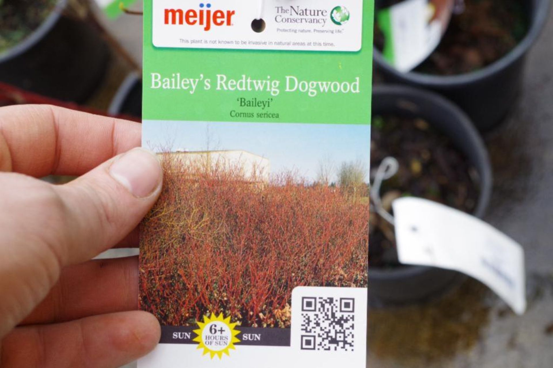 (4) Bailey's Redtwig Dogwood Plants - Image 2 of 3