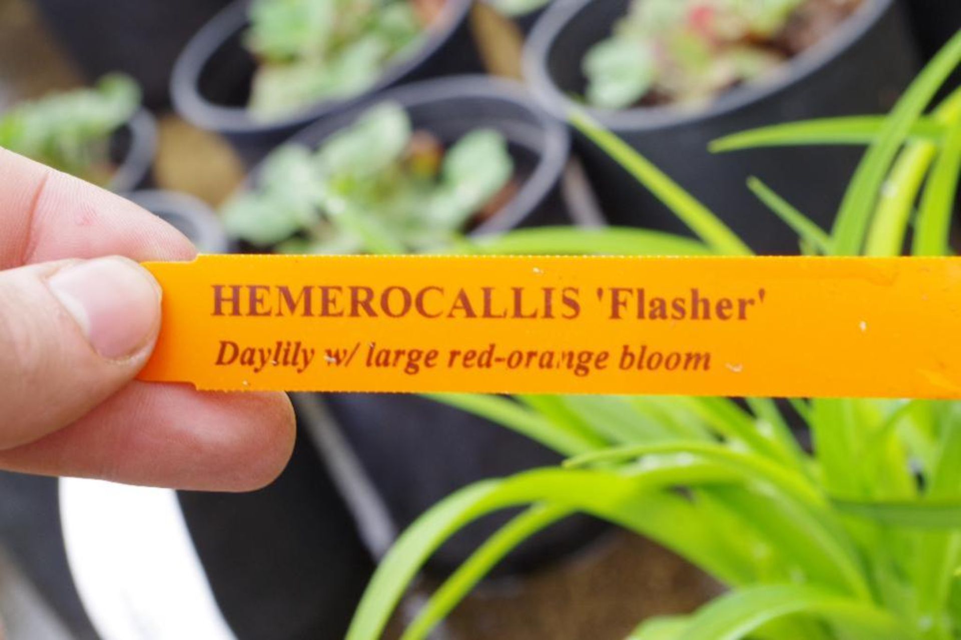 (2) Hemerocallis 'Flasher' Plants - Image 2 of 3