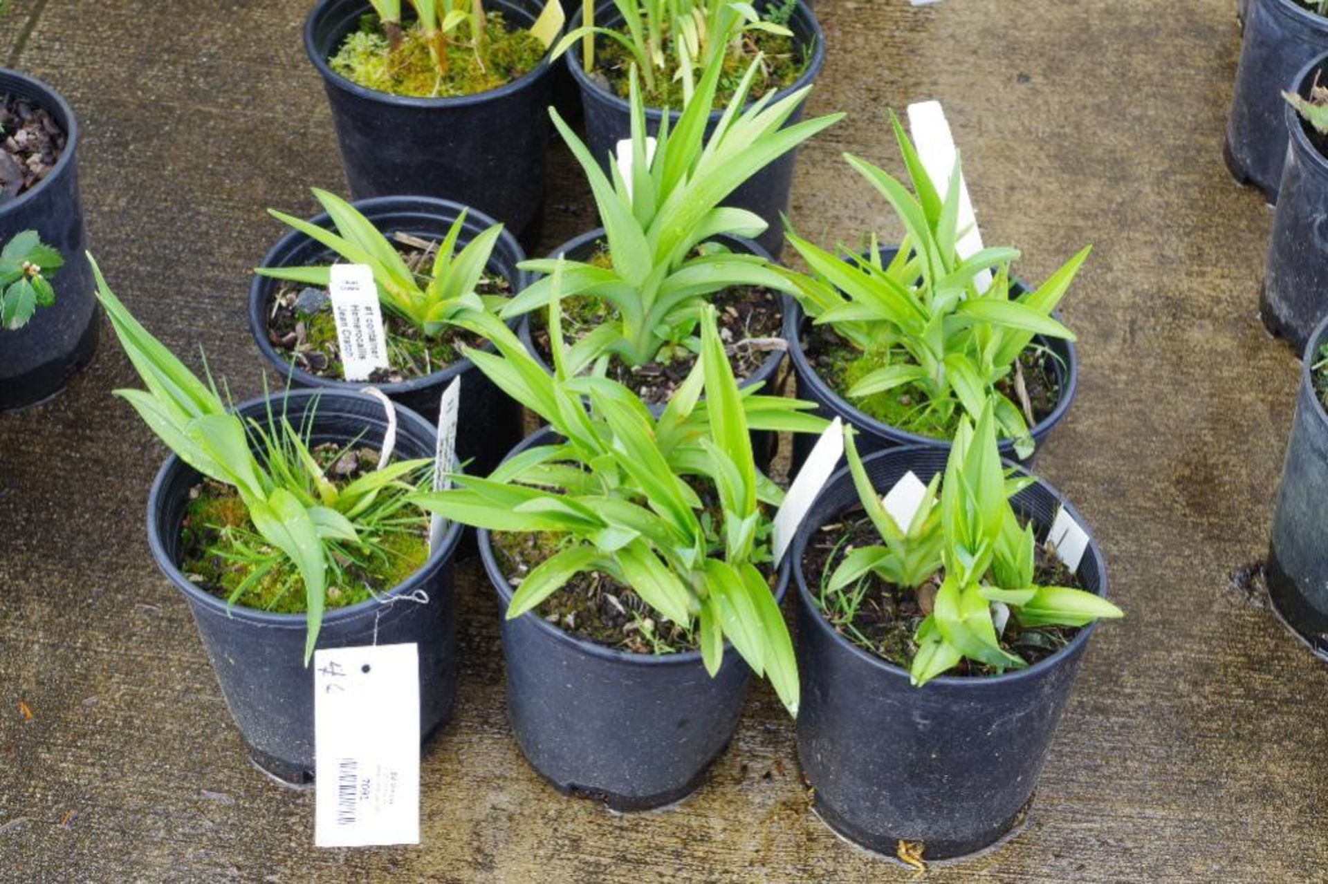 (6) Hemerocallis 'Jean Cratch' Plants