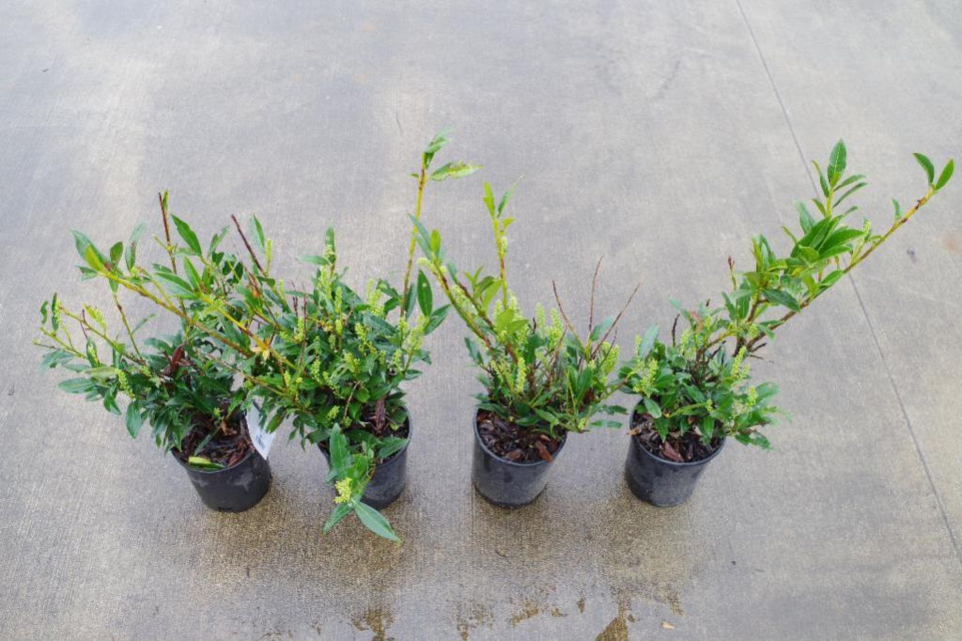 (4) Otto Luyken Laurel Plants - Image 2 of 3