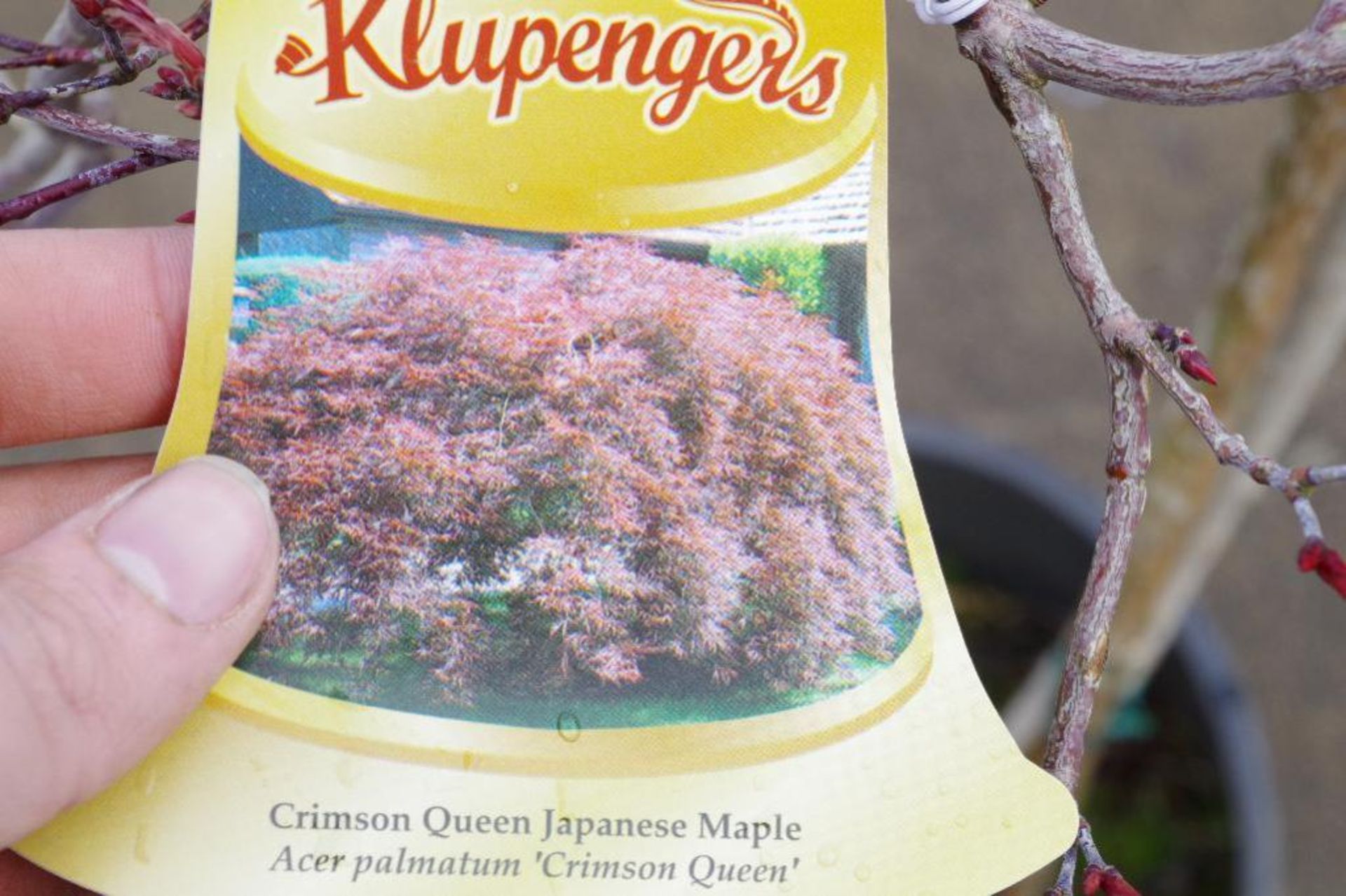 Crimson Queen Japanese Maple - Image 3 of 3