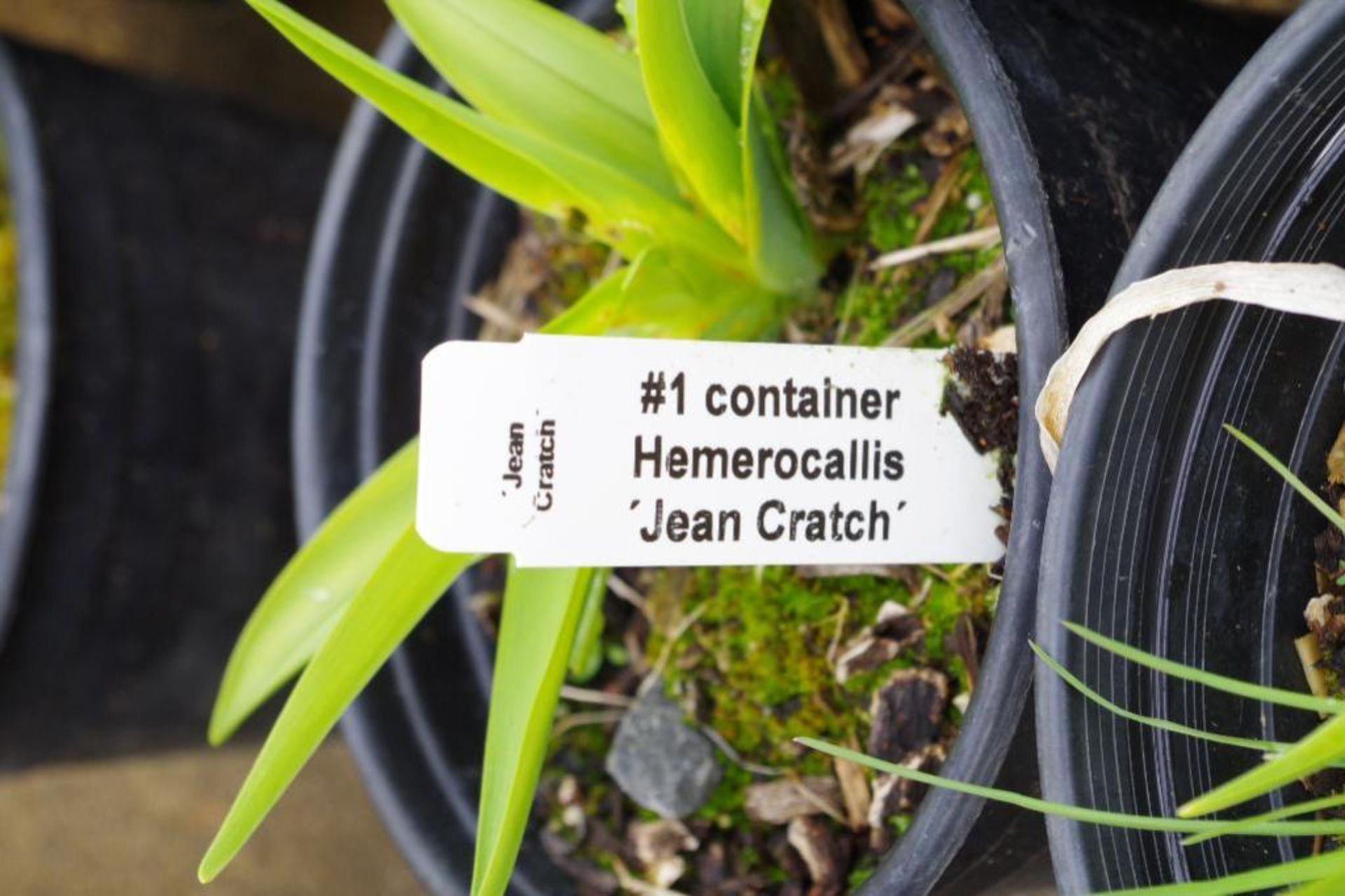 (6) Hemerocallis 'Jean Cratch' Plants - Image 2 of 3