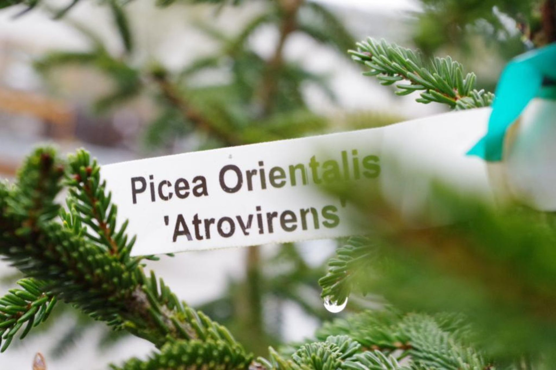 4' Picea Orientalis 'Atrovirens' - Image 2 of 3