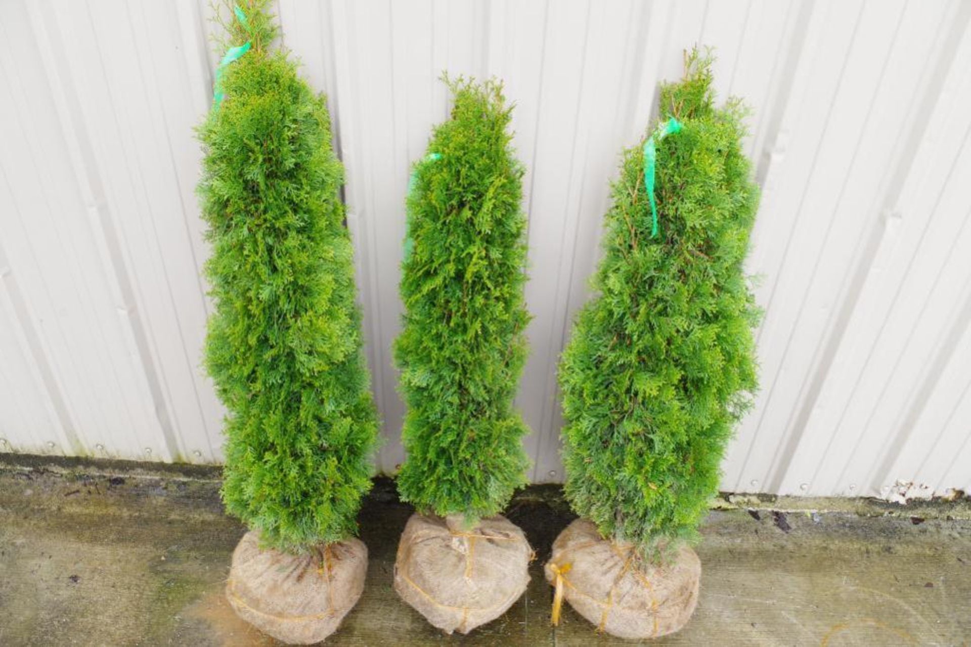 (3) Emerald Green Arborvitae, Approx. 4' - Image 2 of 2