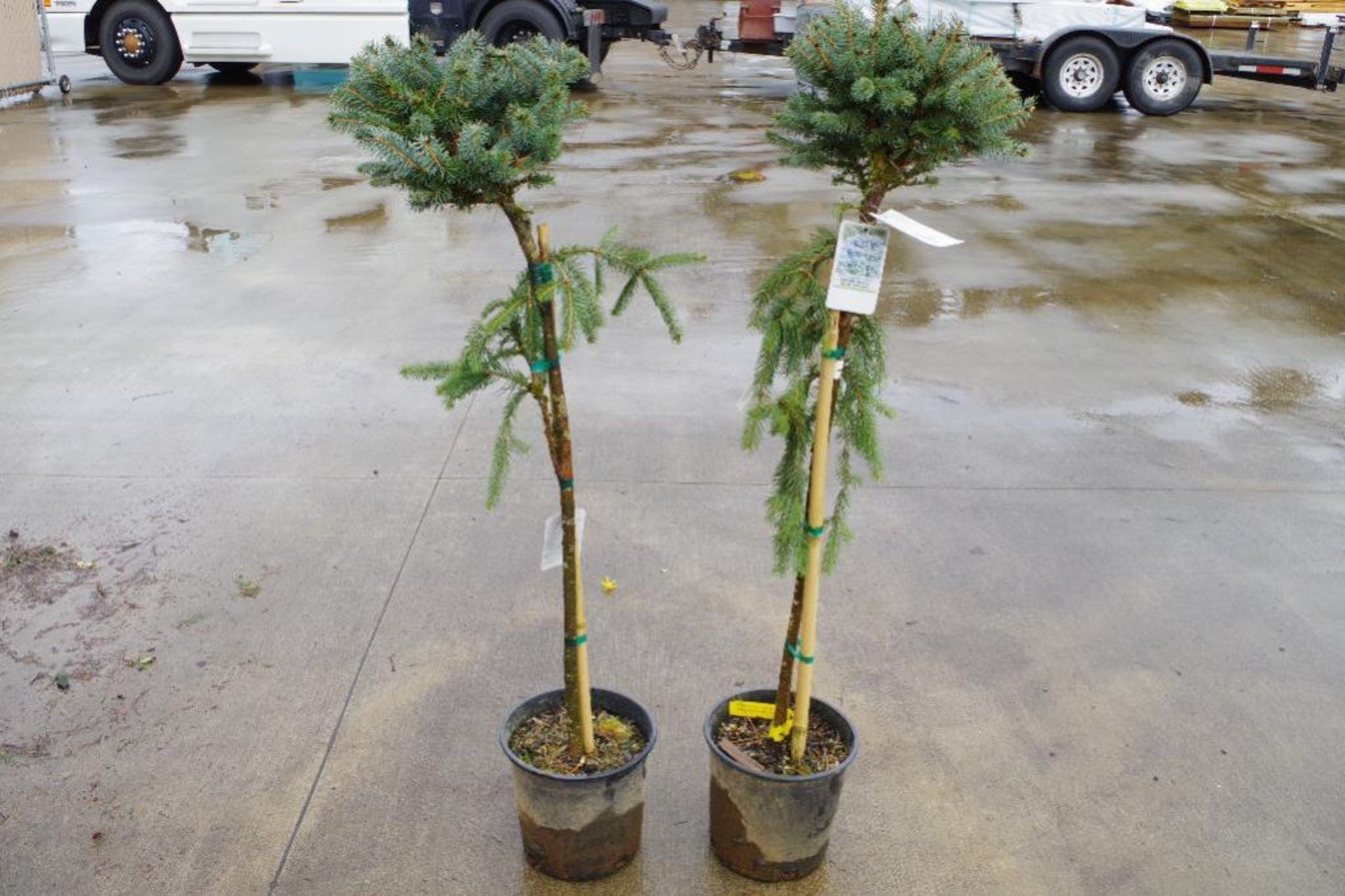 (2) Dwarf Globe Blue Spruces