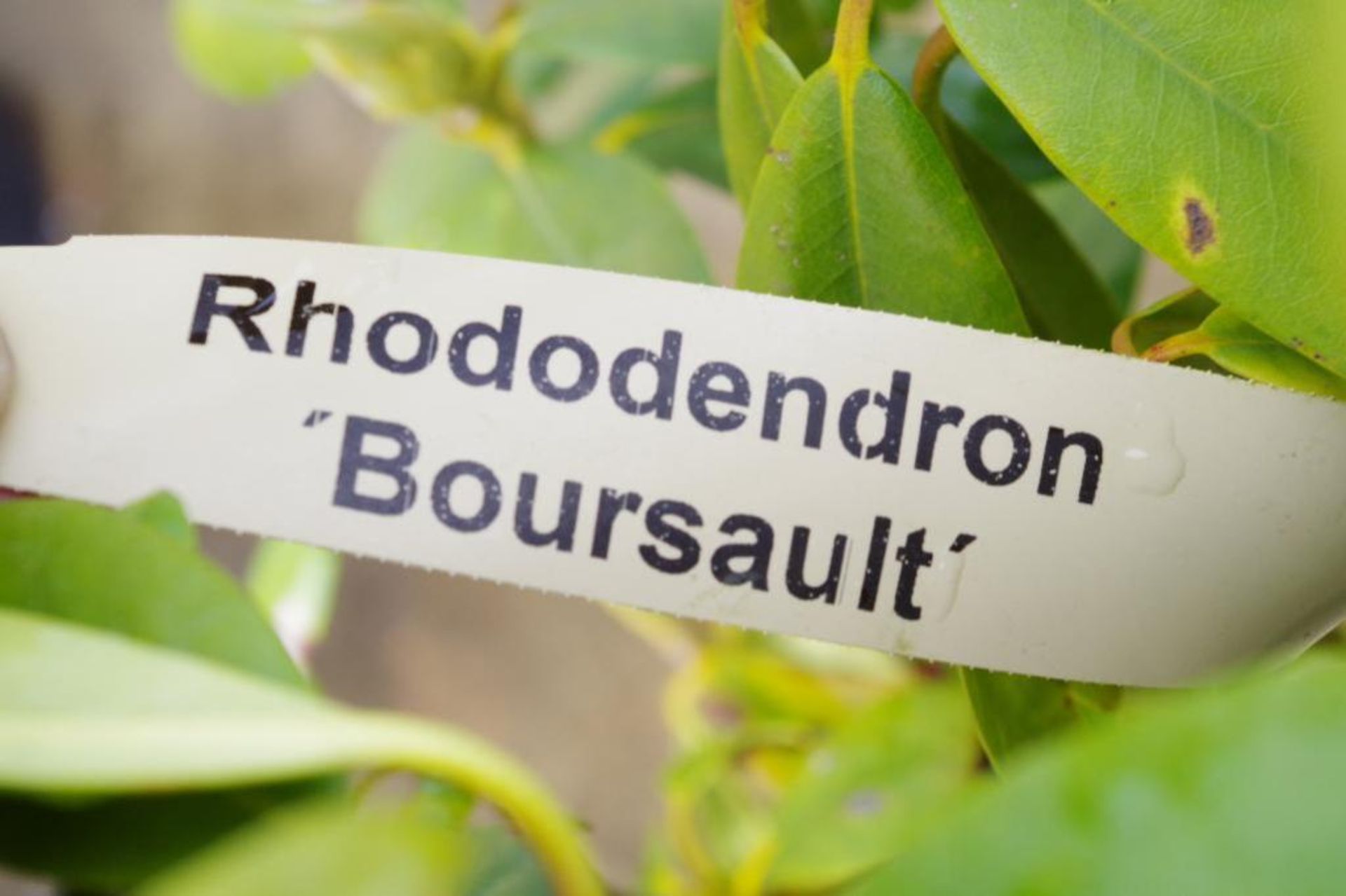 Rhododendron 'Boursault' Plant - Image 3 of 3