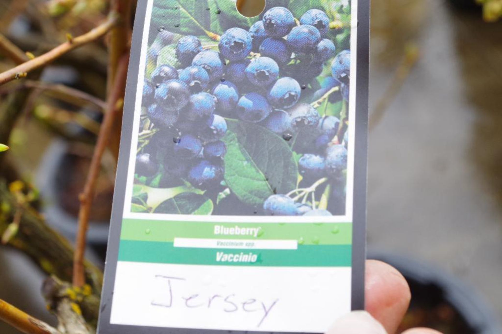 Jersey Blueberry Plant - Image 2 of 3
