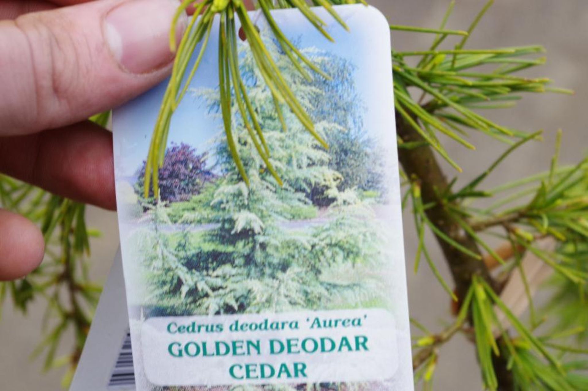 4' Golden Deodar Cedar - Image 2 of 2