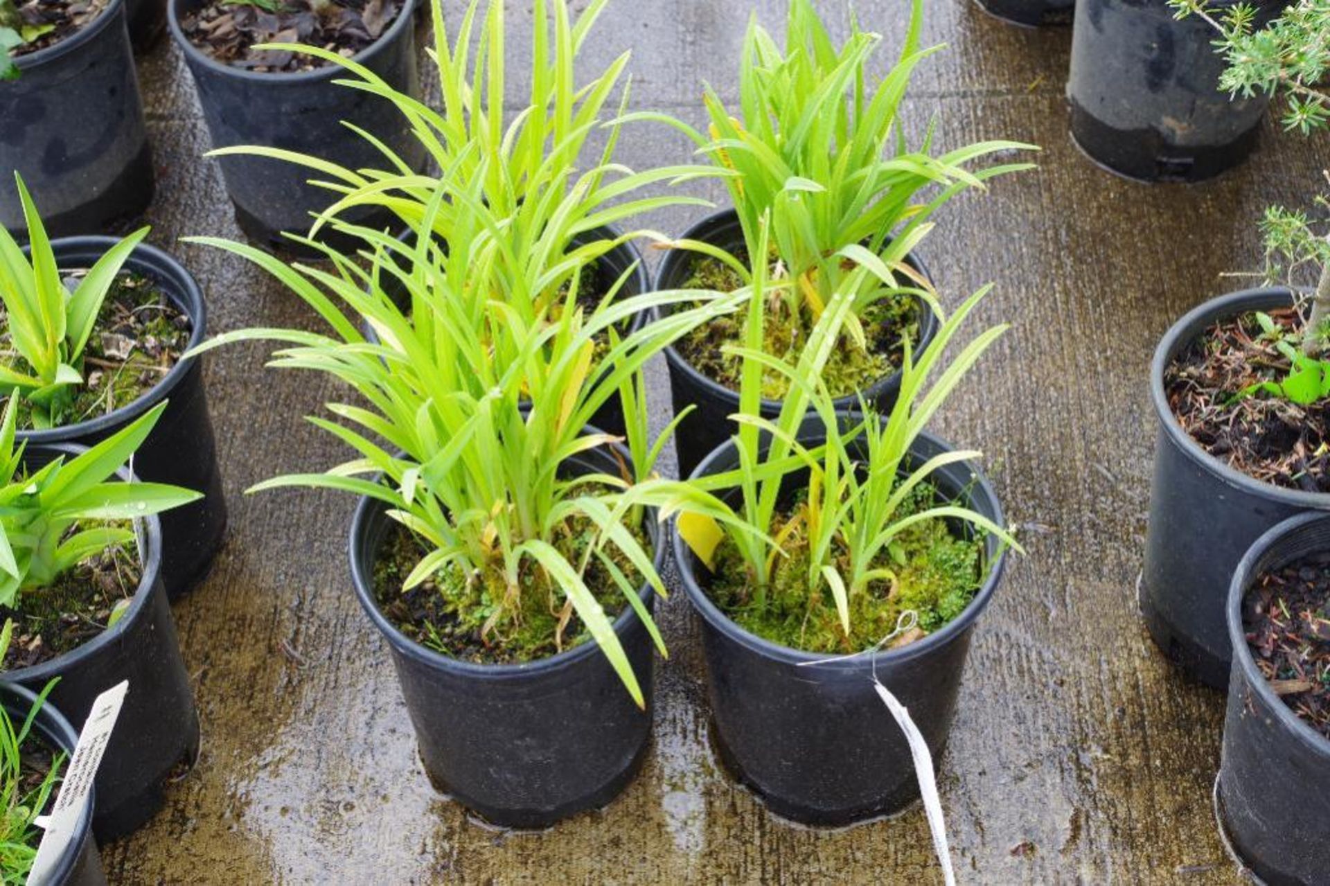 (4) Hemerocallis 'Miss Victoria' Plants
